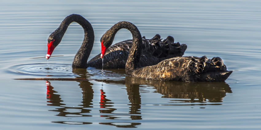 two black swans on the river.