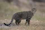 Catstandingongrassinapark