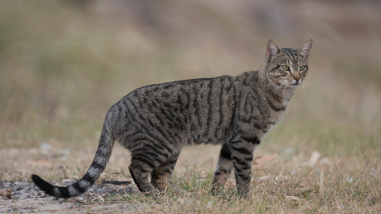 Cat standing on grass in a park