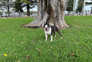 Ablackandwhitedoginagrassyspace
