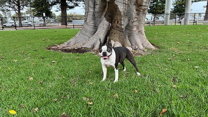 Ablackandwhitedoginagrassyspace