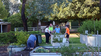 A group of people around a vegetable patch in a community garden.