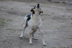 Barkingdogs3