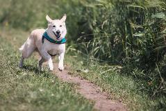 DogExercise4