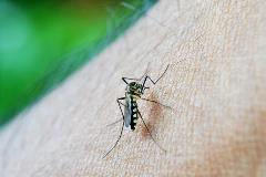 Mosquito1
