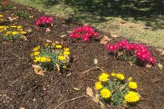 Mulch
