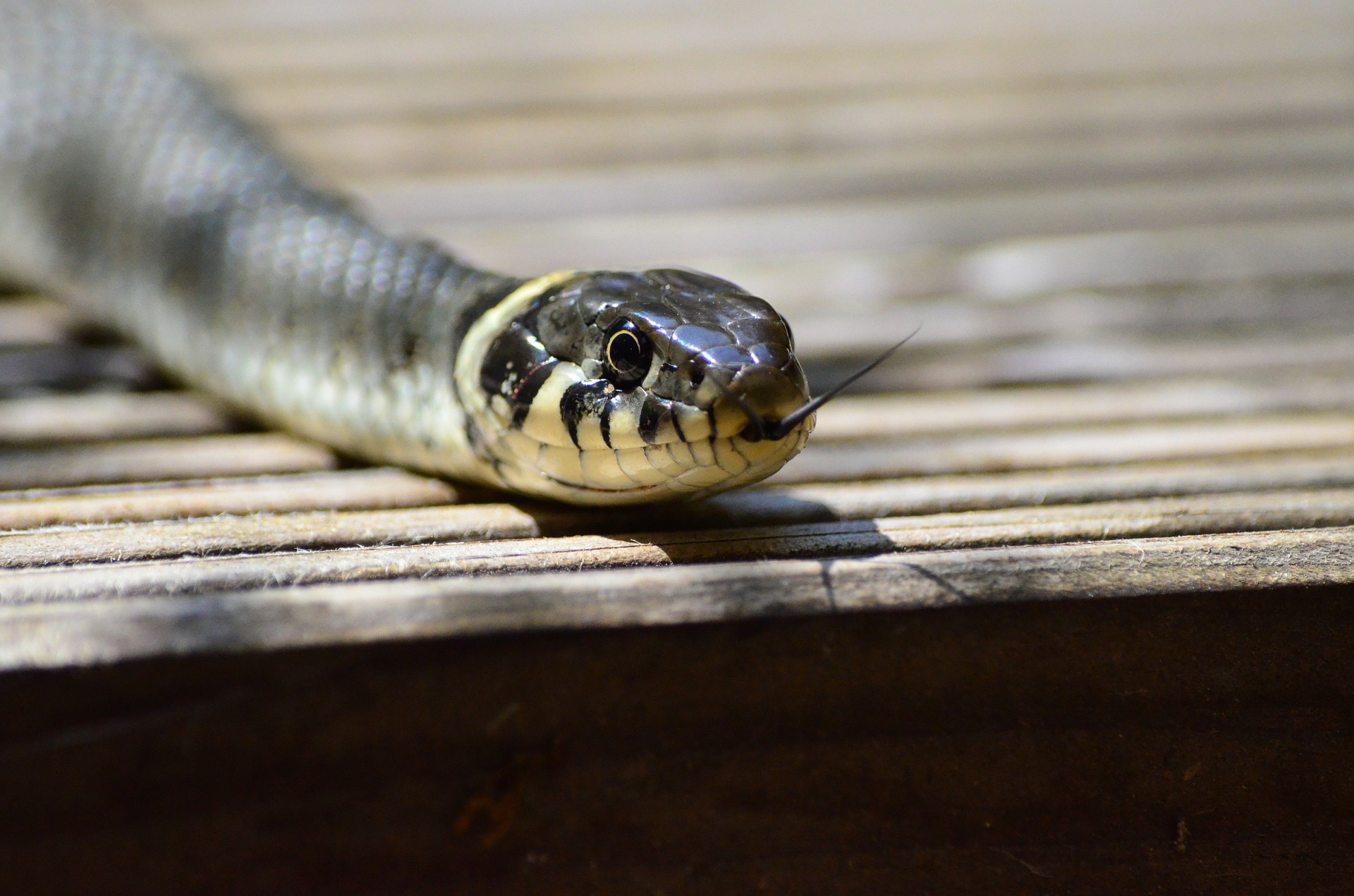 Snakes 1