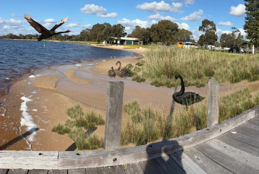 Artist render of foreshore with shrubs and swans.