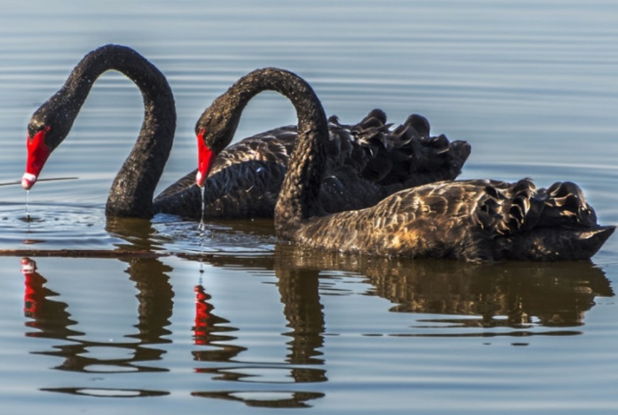 Twoblackswansontheriver