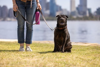 Dogonleadsittingongrass