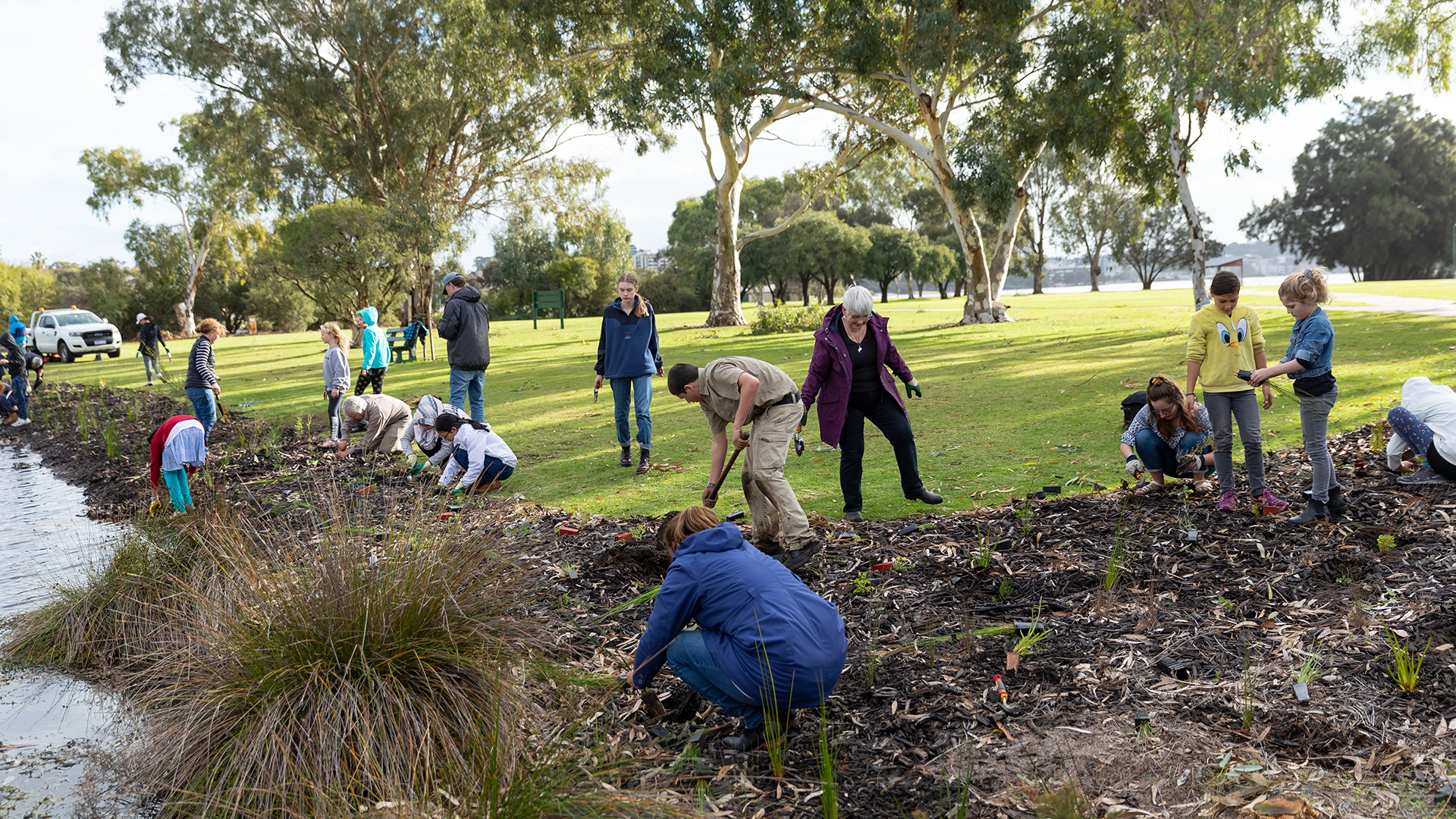 People planting trees along edge of lake