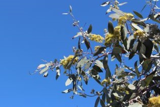 Closeupofafloweringgum
