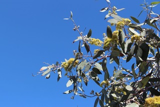 Closeupofafloweringgum