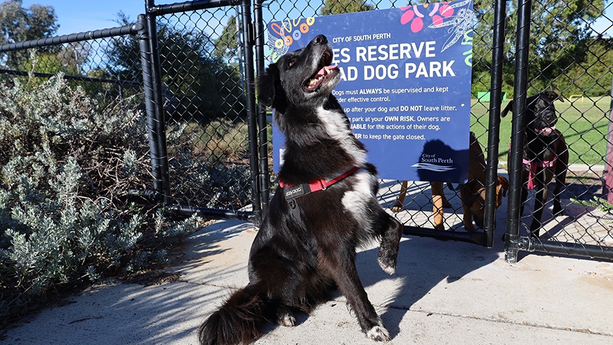 A black and white dog sitting in front of a fence