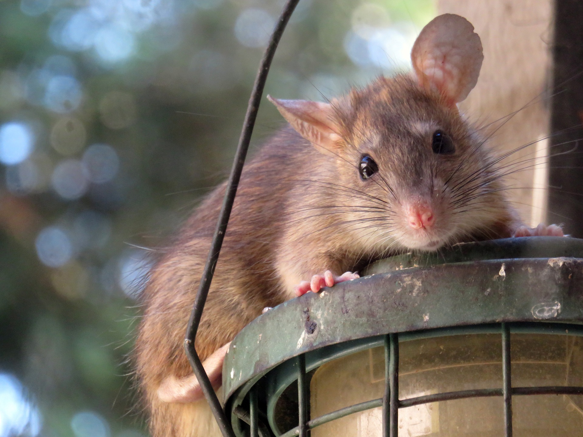 A brown rat on an outdoor lighting fixture