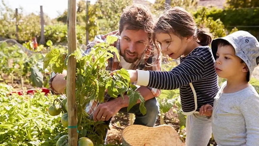 Afatherandhistwoyoungchildrenpickingtomatoes
