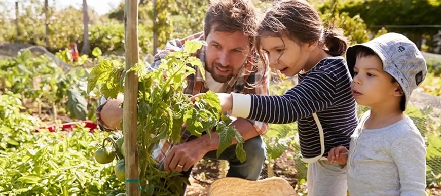 afatherandtwoyoungchildrenpickingtomatoes