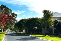 Atree-linedstreetwithaclearskyfreeofpowerlines