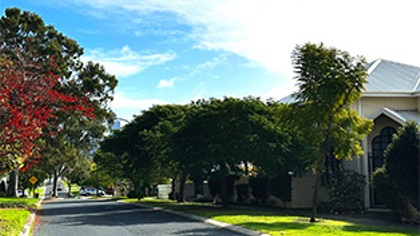 Atree-linedstreetwithaclearskyfreeofpowerlines