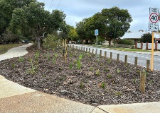 Waterwise landscaping and mulched garden beds at the Henley Street verge
