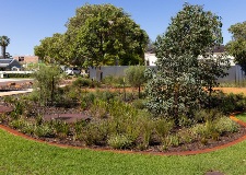 The completed Godwin Avenue sump in May 2026 with waterwise native landscaping and mulched garden beds
