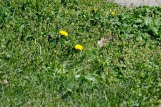 Closeupofagrassypatchwithweeds