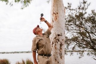 BatexpertJoeTongashiningatorchupatatree