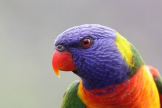 Acloseupofarainbowlorikeet