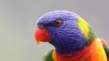 Acloseupofarainbowlorikeet