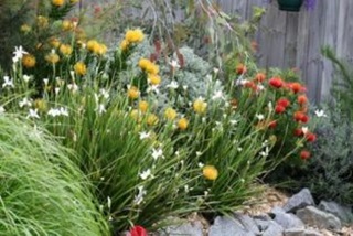 Awaterwisegardenwithnativeplants