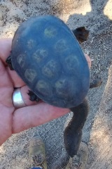 An oblong turtle in the palm of someone's hand