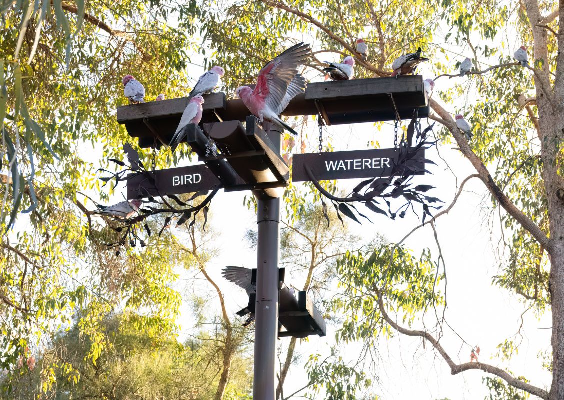 Galahs using the bird watering station at Godwin Avenue Sump