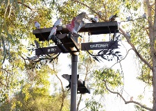 Galahs using the bird watering station at Godwin Avenue Sump