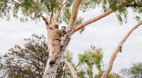 Joe Tonga from Natsync Environmental, inspecting a bat box in a tree