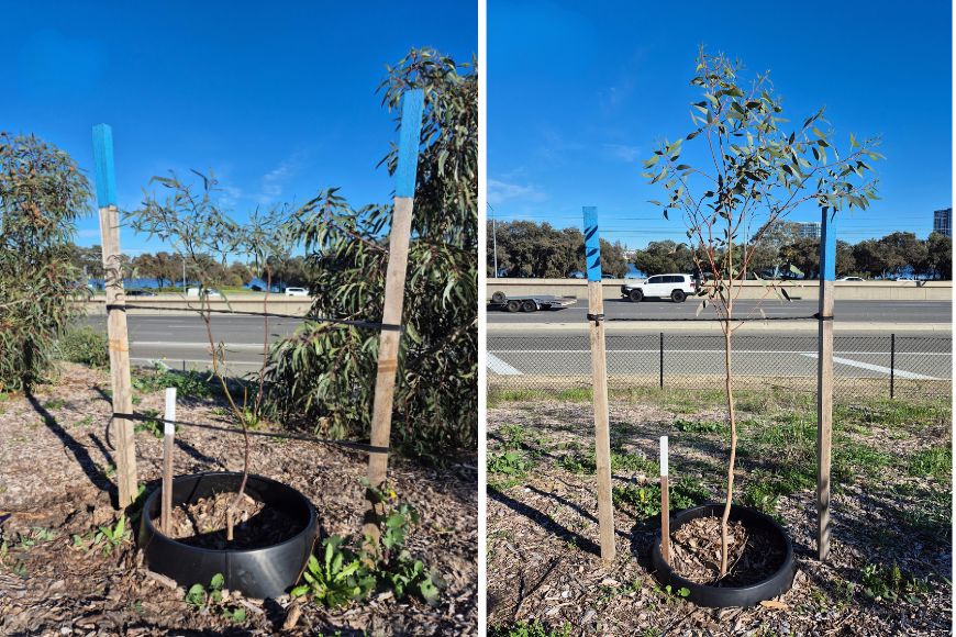 Two nine-month-old trial trees: Silver Gimlet (Eucalyptus salubris) on the left and Strickland’s Gum (Eucalyptus stricklandii) on the right.