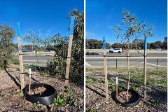 Two nine-month-old trial trees: Silver Gimlet (Eucalyptus salubris) on the left and Strickland’s Gum (Eucalyptus stricklandii) on the right.