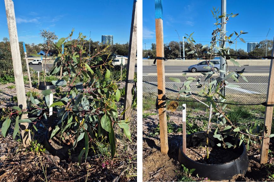 Two nine-month-old trial trees: Jingymia Mallee (Eucalyptus synandra) on the left and Lemon-flowered Gum (Eucalyptus woodwardii) on the right.