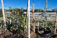 Two nine-month-old trial trees: Jingymia Mallee (Eucalyptus synandra) on the left and Lemon-flowered Gum (Eucalyptus woodwardii) on the right.