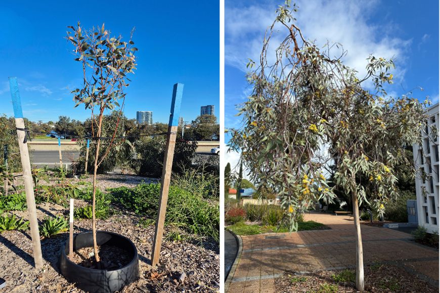Coral Gum (Eucalyptus torquata)