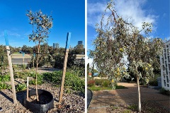 Coral Gum (Eucalyptus torquata)