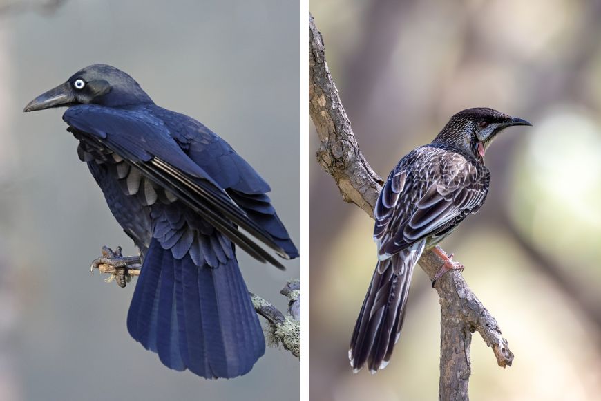 An Australian Raven and a Red Wattlebird