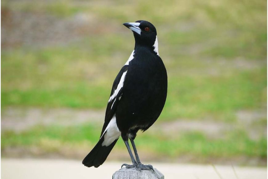 Magpie