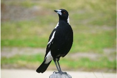Magpie