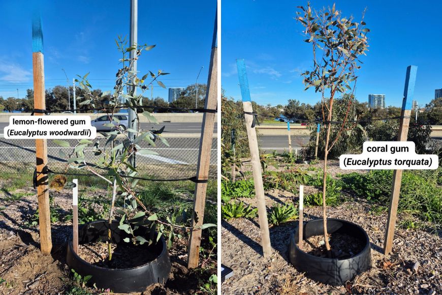 lemon-flowered gum on the left and coral gum on the right