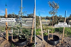 lemon-flowered gum on the left and coral gum on the right