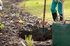 Aholdbeingdugwithpotplantsnearby