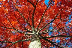 Autumn-green-waste