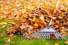 GreenWasteleavesandrake