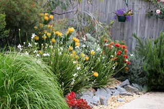 Acolourfularrayofnativeplantsinagardenbed