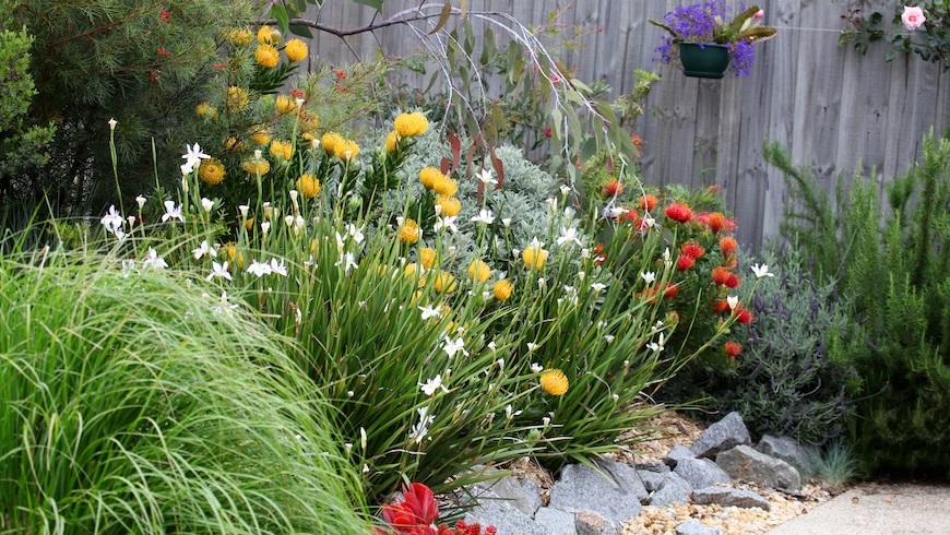 Acolourfularrayofnativeplantsinagardenbed